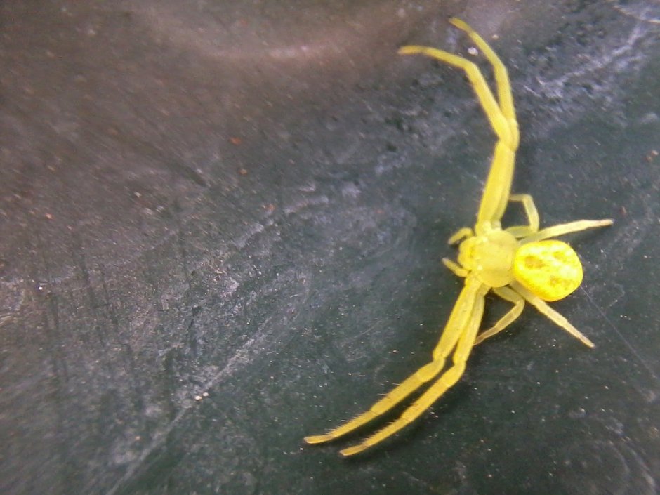 Арахнид желтый паук