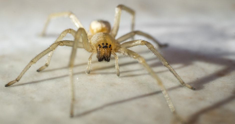 Паук хейракантиум Мильте