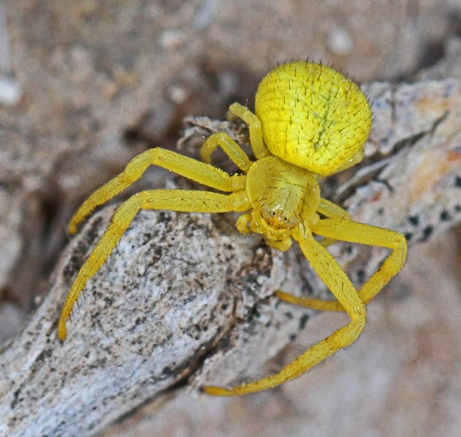 Желтый ядовитый паук