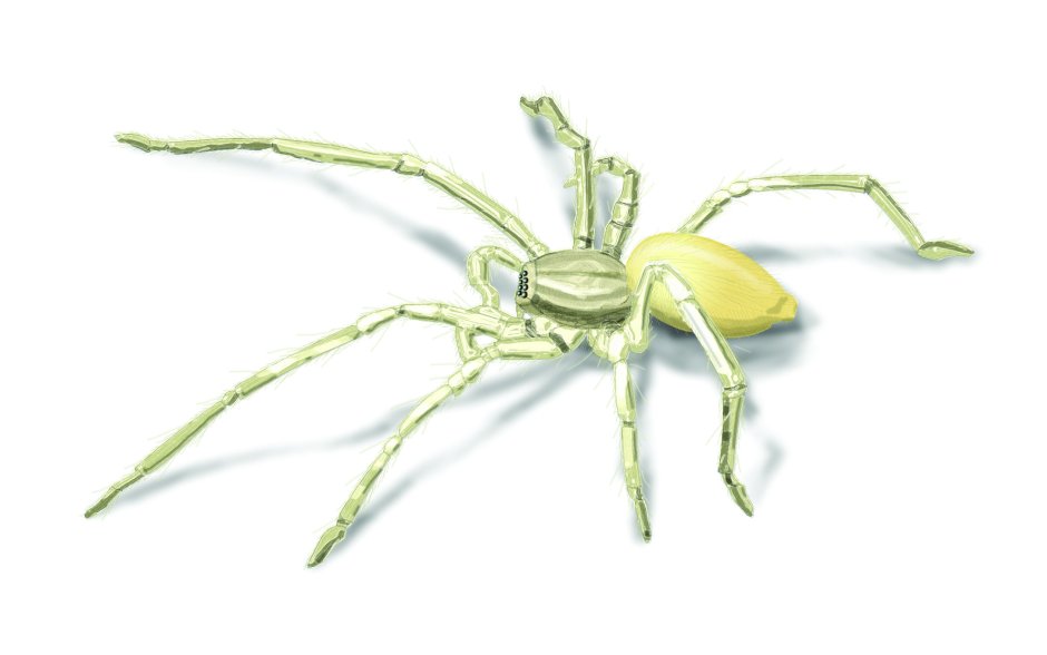 Yellow sac Spider