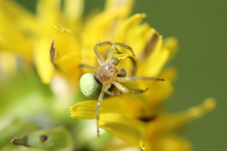 Зелёный паук с жёлтым брюхом