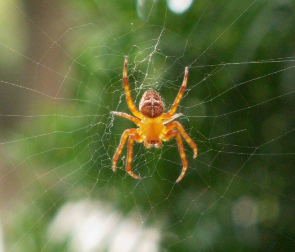 Паук крестовик желтый