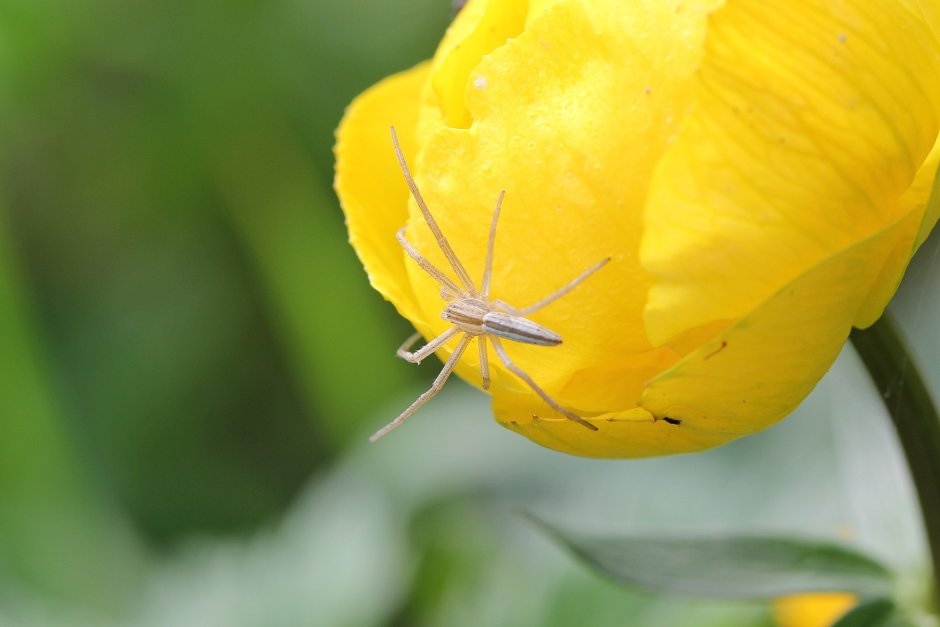 Ярко желтый паук в России