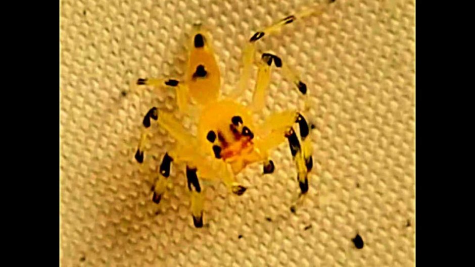 Прозрачный паук скакун