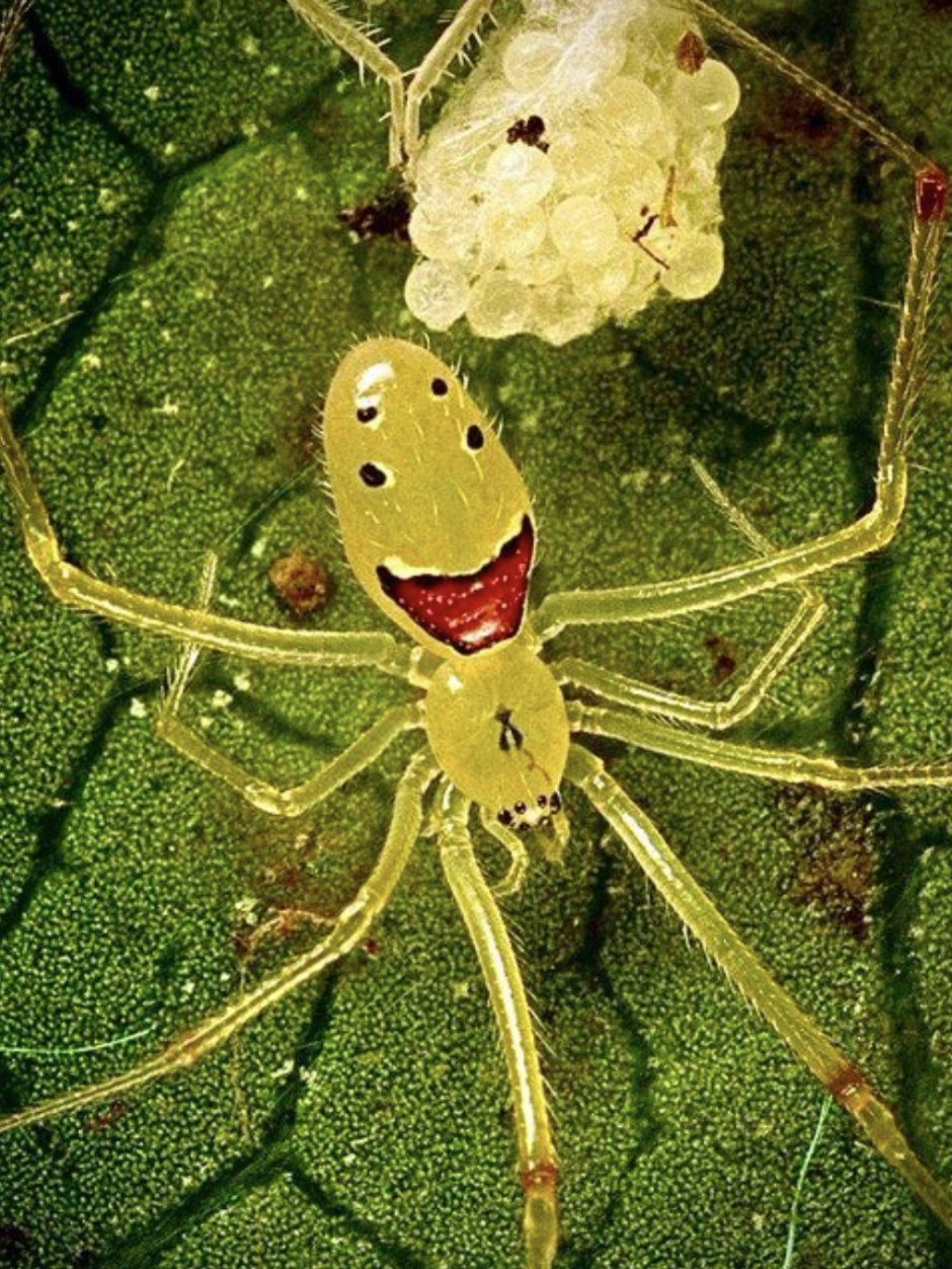 Паук Теридион