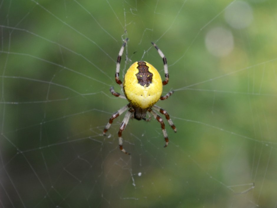 Паук крестовик желтый