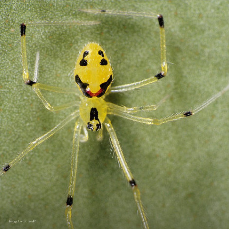 Теридион гралатор паук