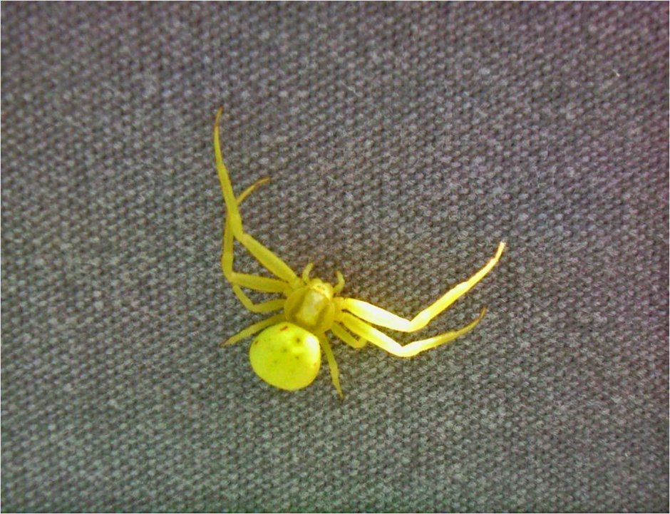 Жёлтый паук ядовитый маленький жёлтый паук