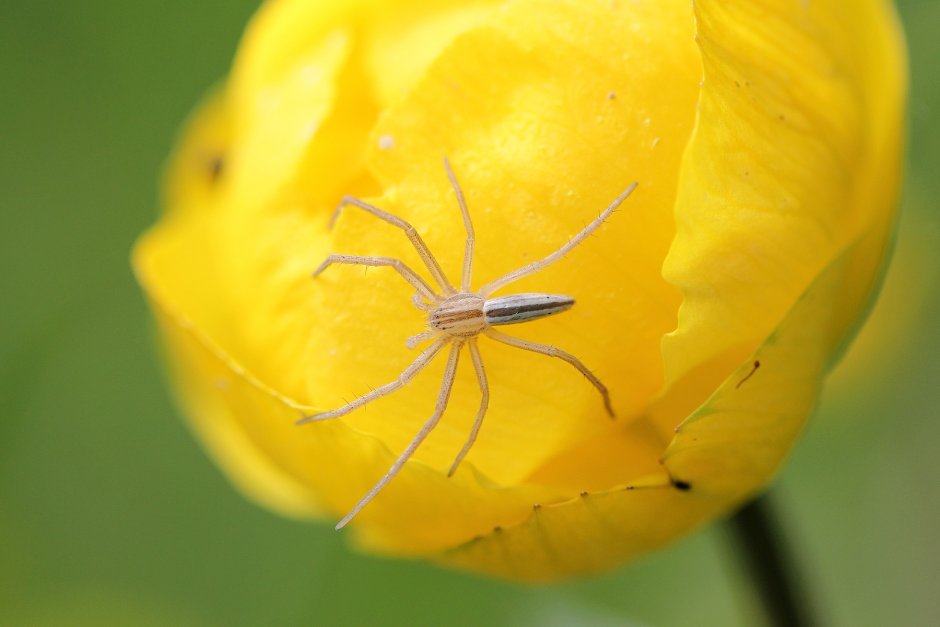 Жёлтый паук в России