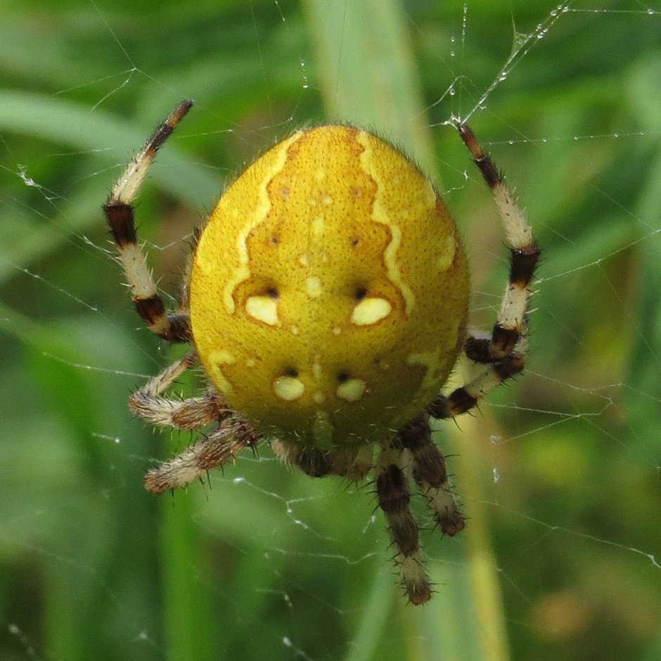 Araneus Quadratus Луговой крестовик