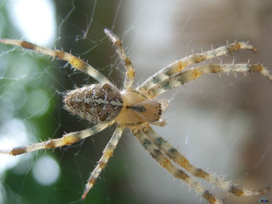 Аргиопа кокон с паучатами