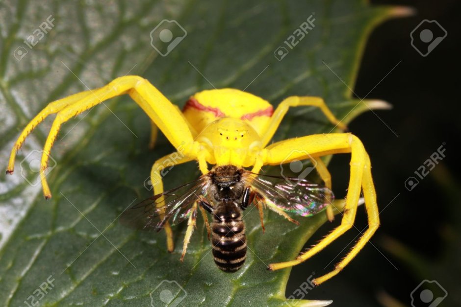 Желтый паук с красными полосками