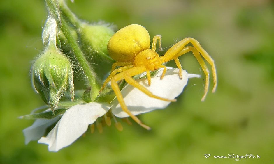 Желтый цветочный паук-бокоход