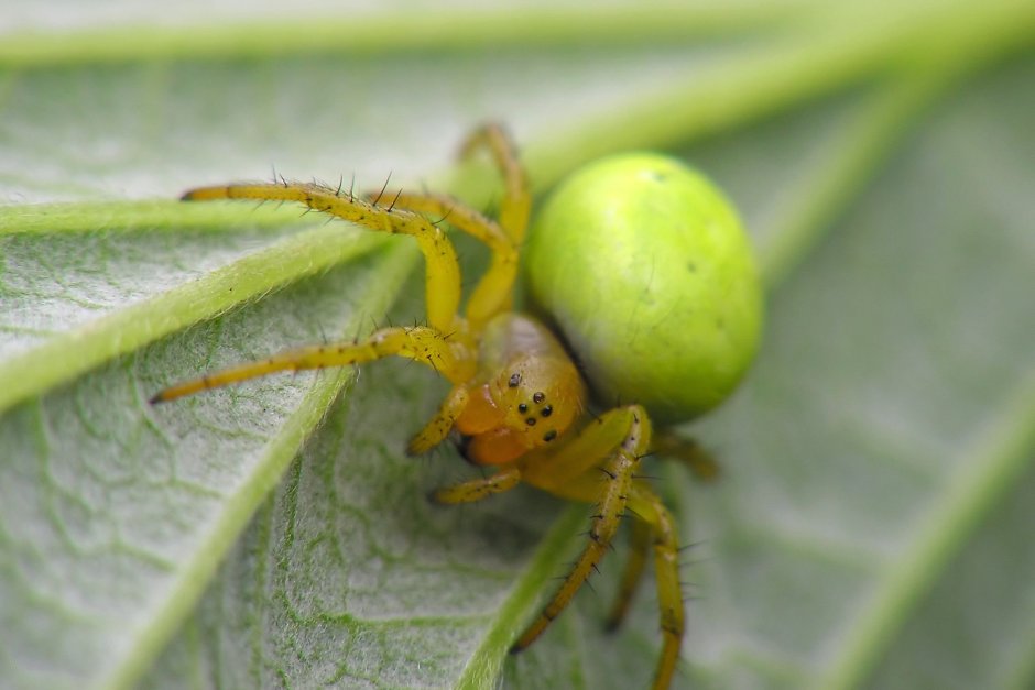 Зелёный паук с жёлтым брюхом