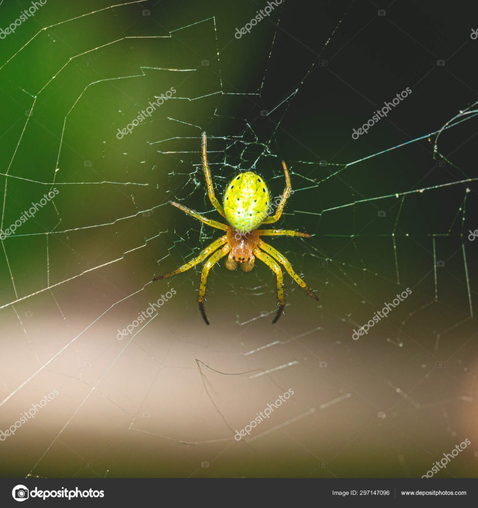 Зеленый паук с красными пятнами