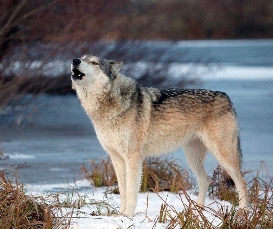 Тундровый волк canis Lupus Albus