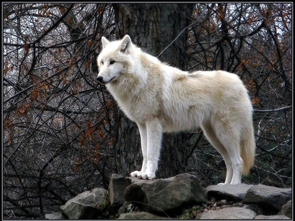 Alaskan Tundra Wolf