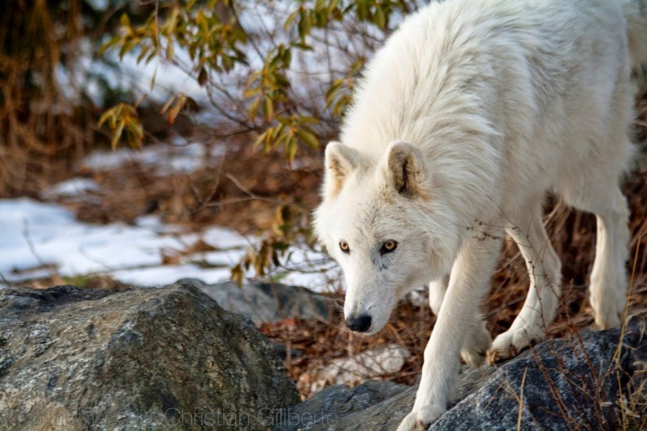 Тундровый волк canis Lupus Albus