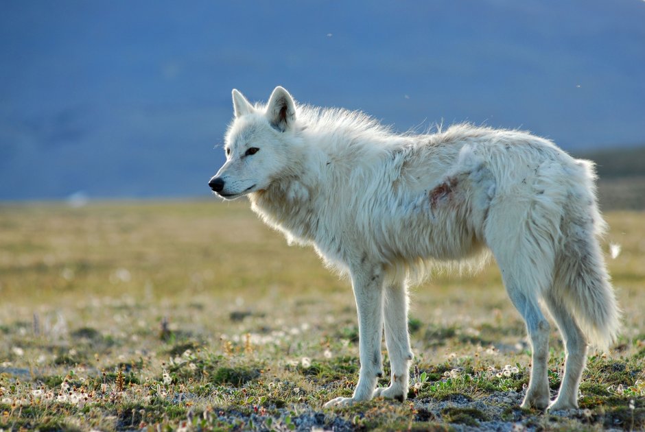 Порода Волков canis Lupus Albus
