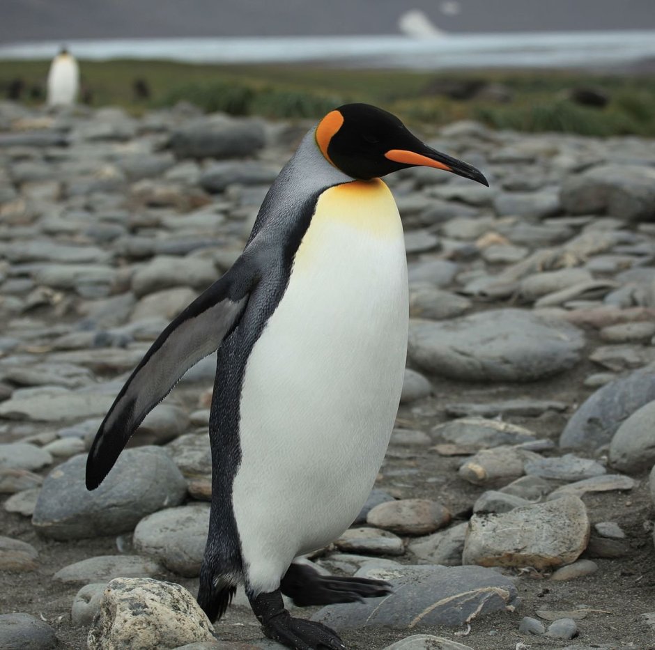 Aptenodytes patagonicus patagonicus