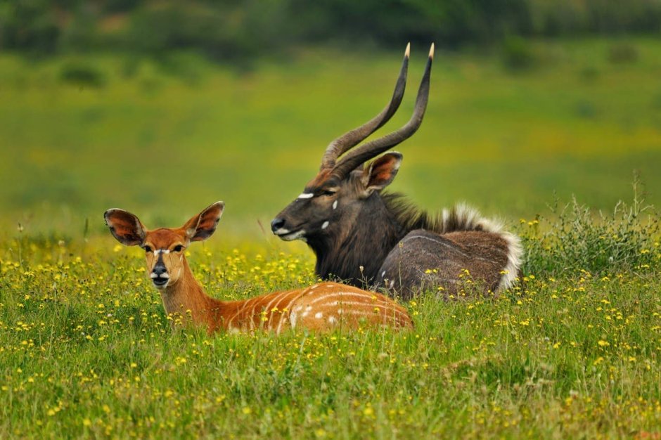 Антилопа Nyala