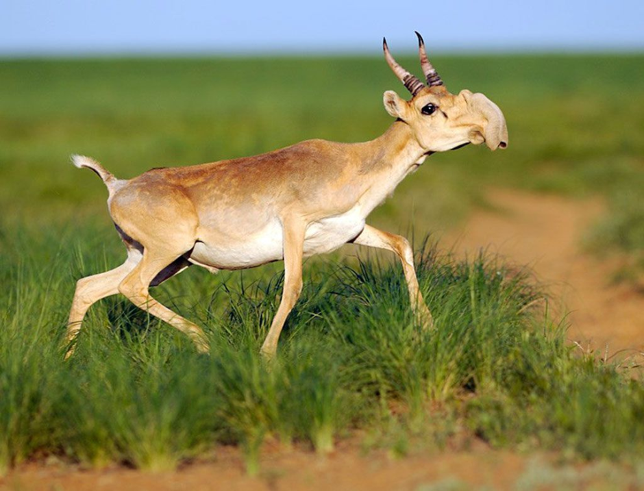 Сайгак Saiga tatarica