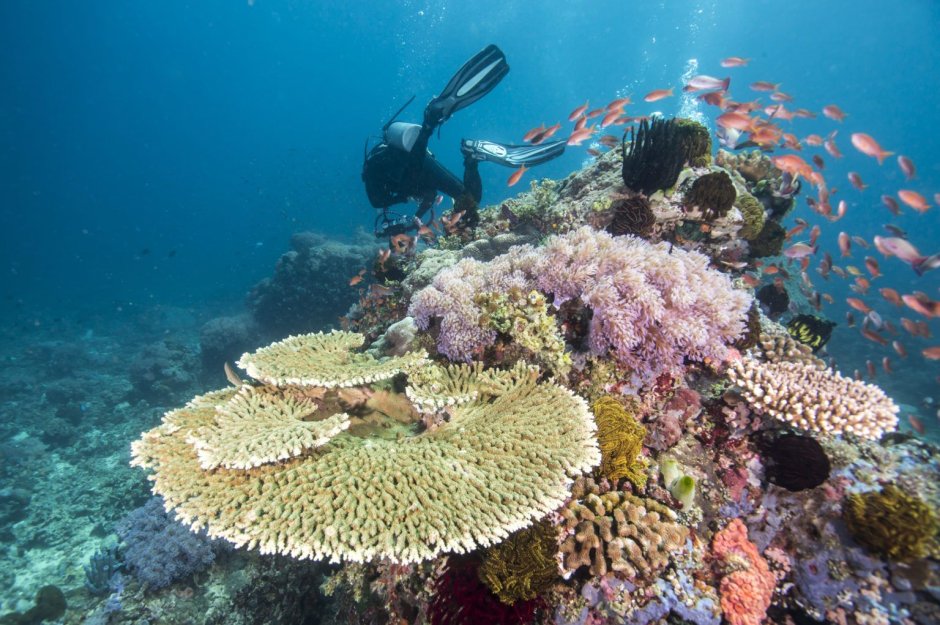 Наполеон рыба красное море