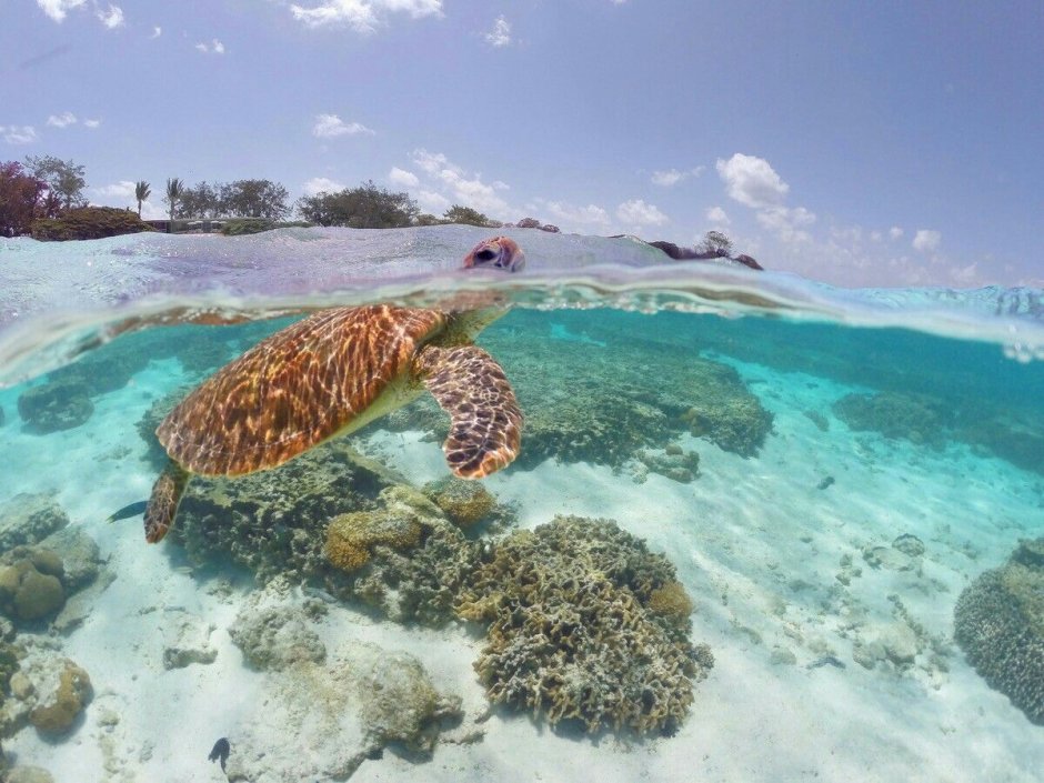 Красное море подводный мир кораллы