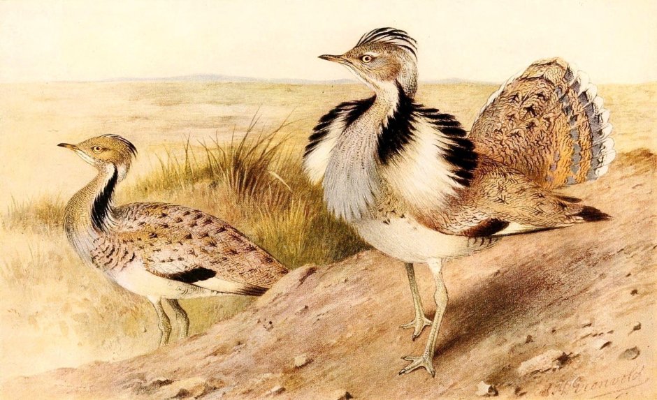 Дрофа-красотка chlamydotis undulata Jacquin, 1784