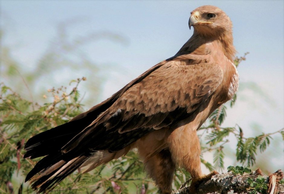 Степной орёл Aquila nipalensis Hodgson, 1833