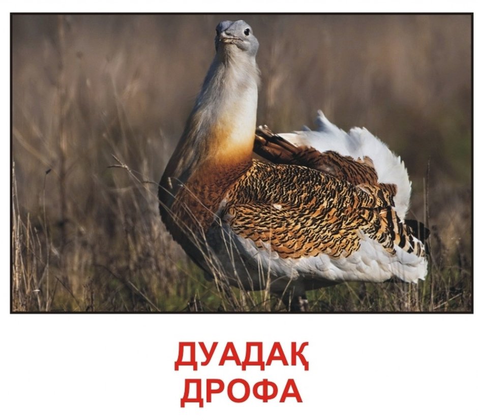 Степная Дрофа Дудак