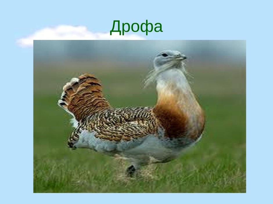 Курганник в пустыне