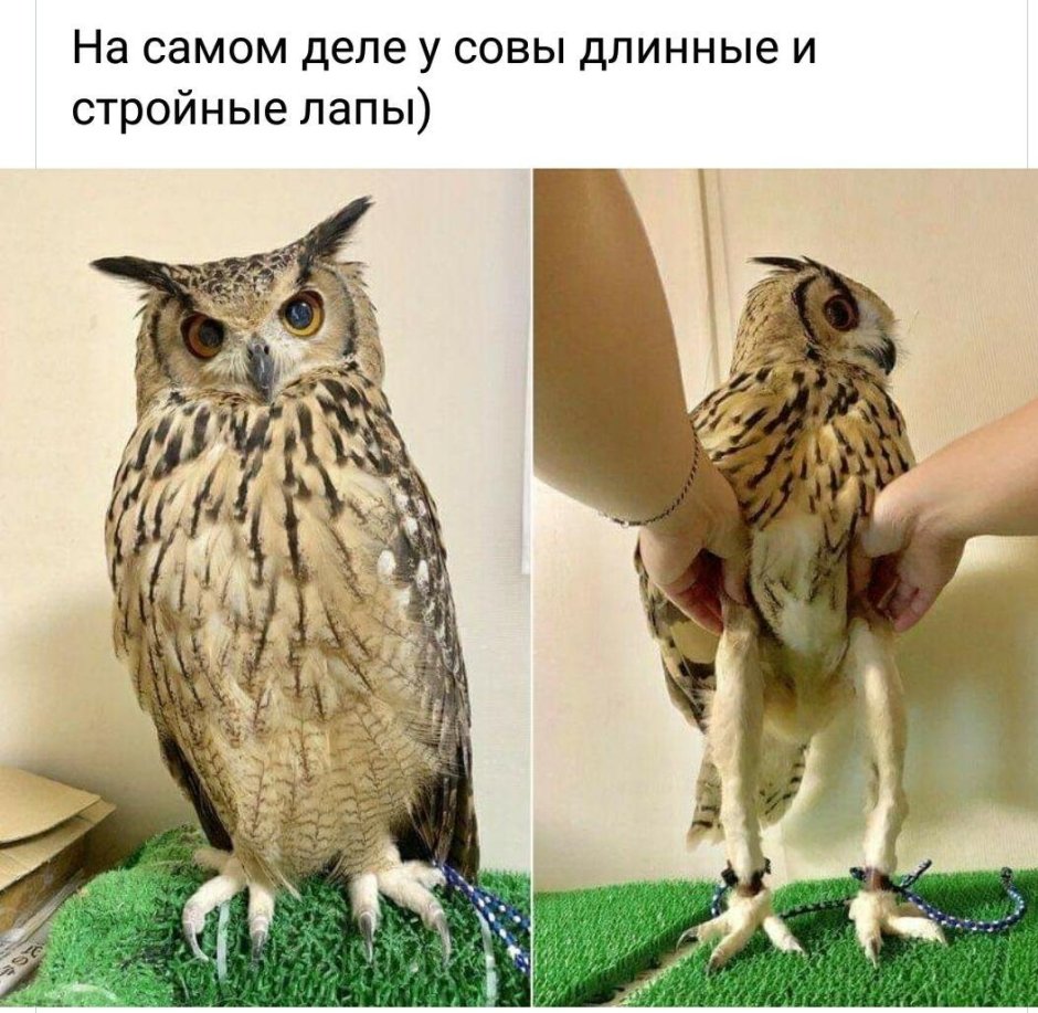 Длинные лапы Совы