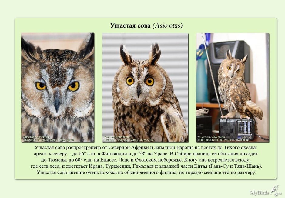 Классификация Сова ушастая