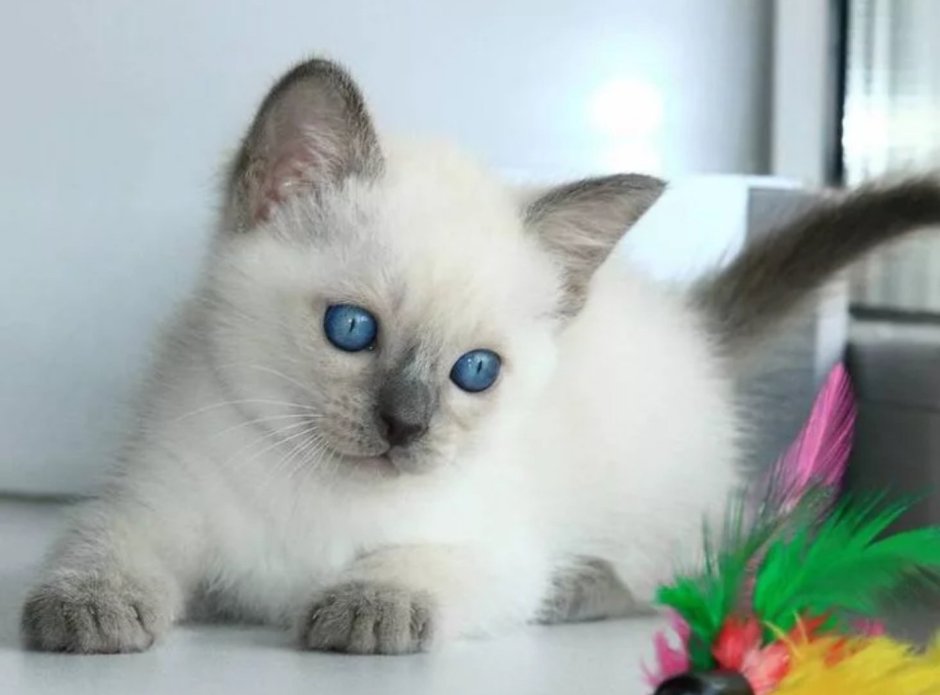 Тайская кошка котята
