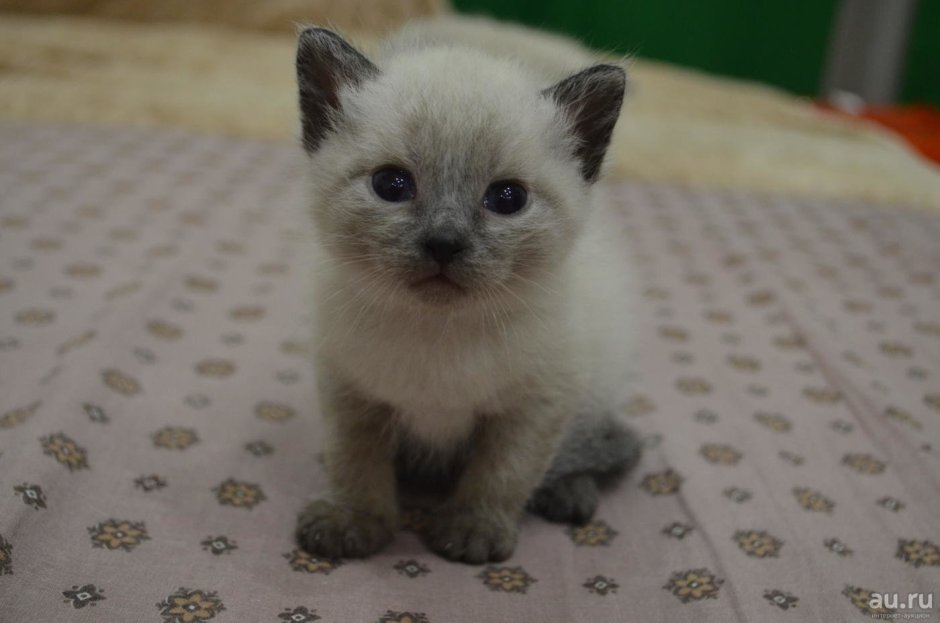 Сиамские тайские котята