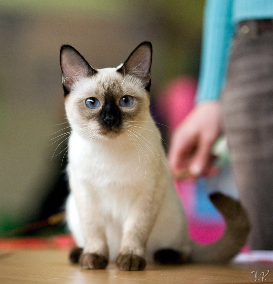 Тайский кот котенок