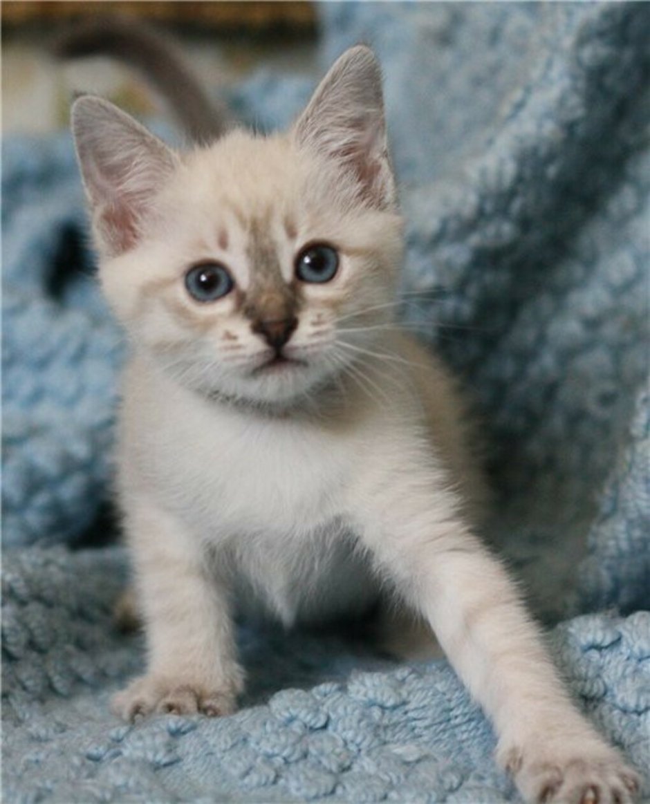 Сиамская кошка котенок