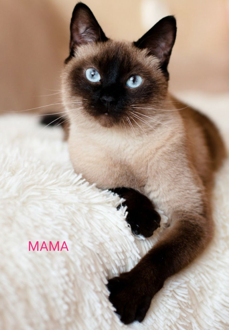 Сиамская и тайская кошка