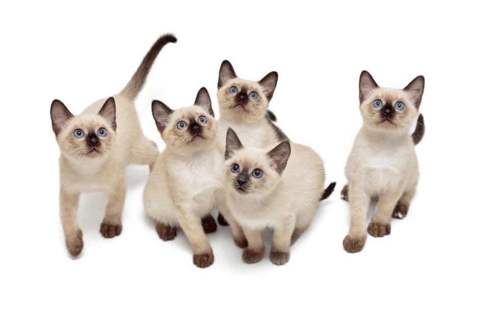 Сиамская кошка котенок