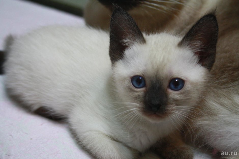 Тайские котята