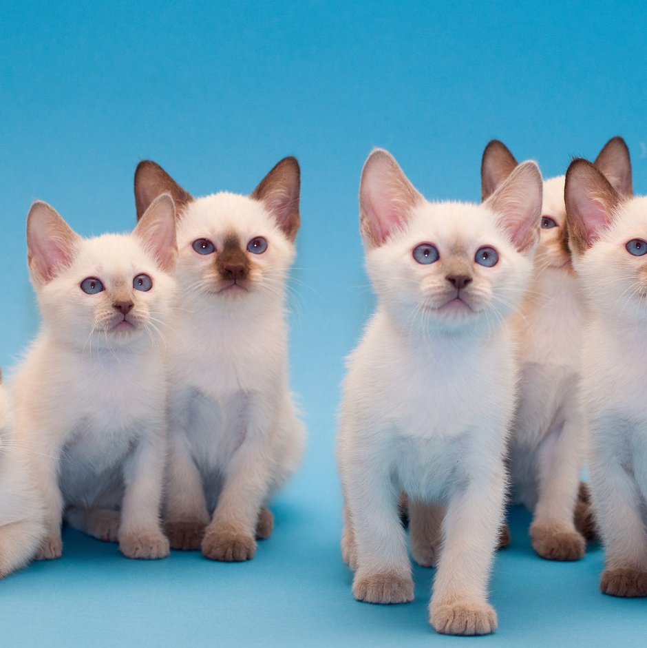 Тайская кошка котята