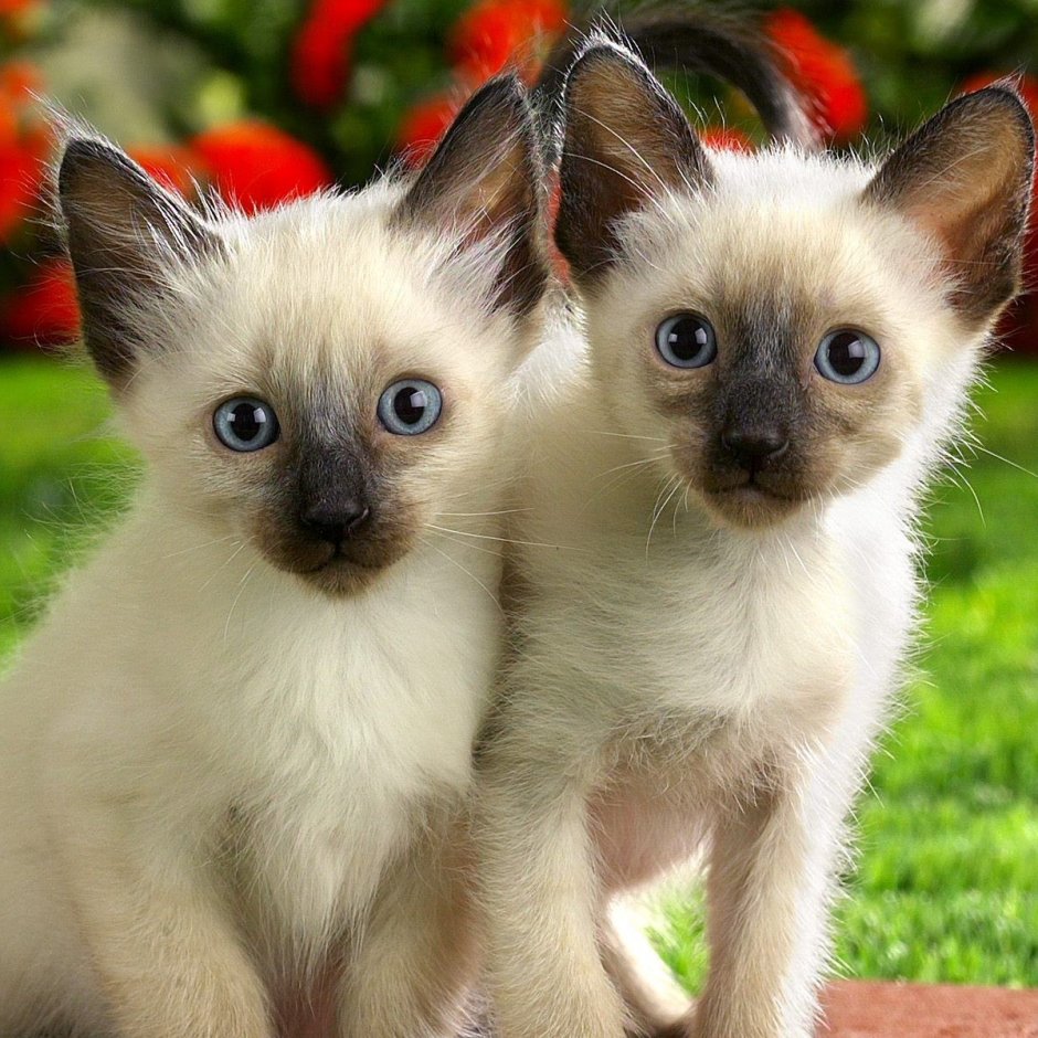 Сиамские котята