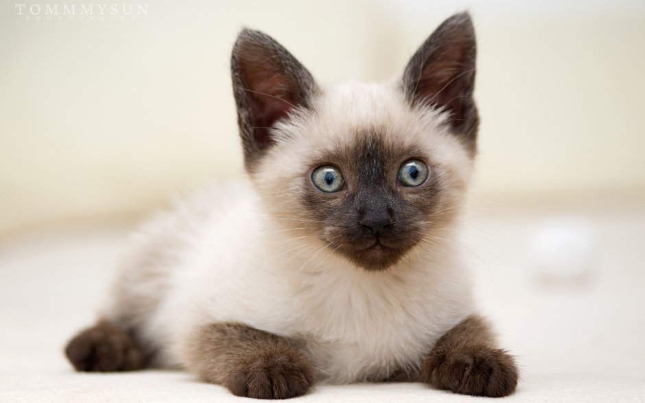 Сиамская кошка котенок