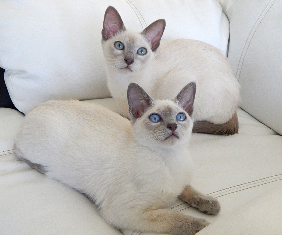 Сиамская кошка
