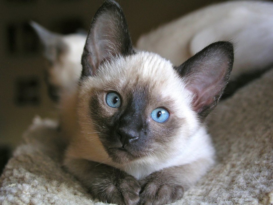 Сиамская кошка