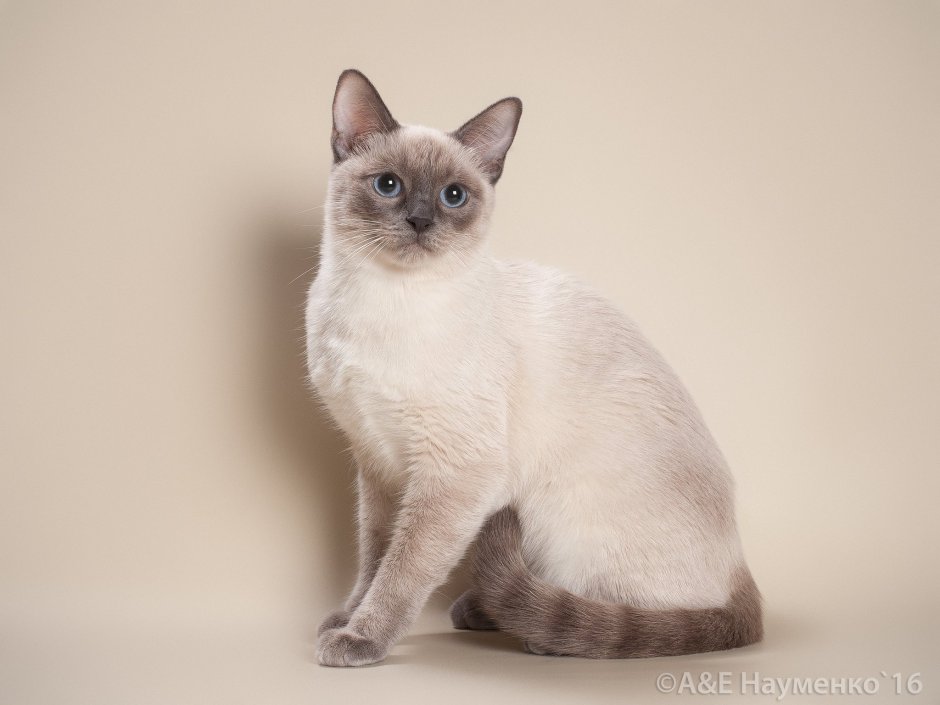 Тайская кошка