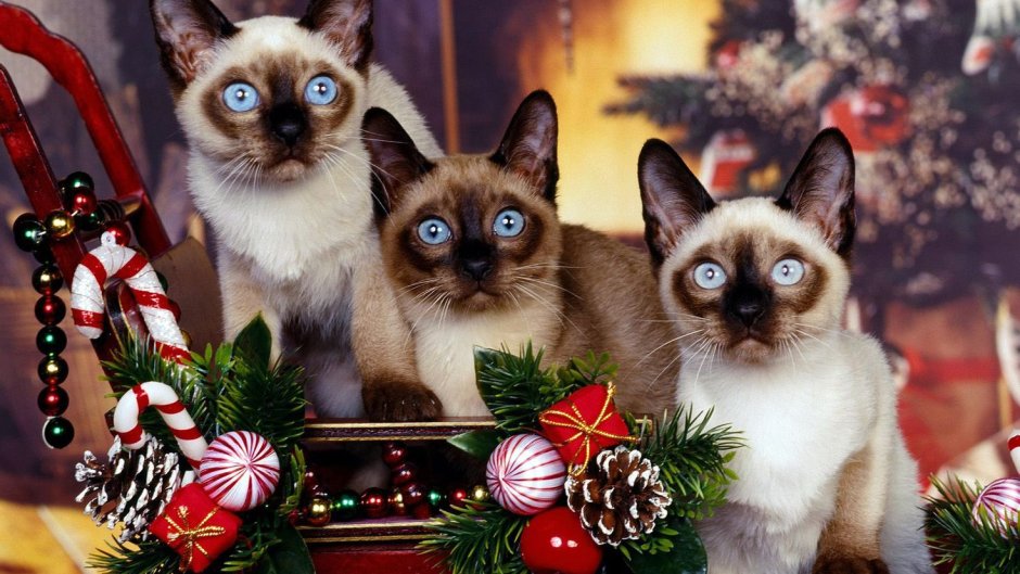 Сиамские котята
