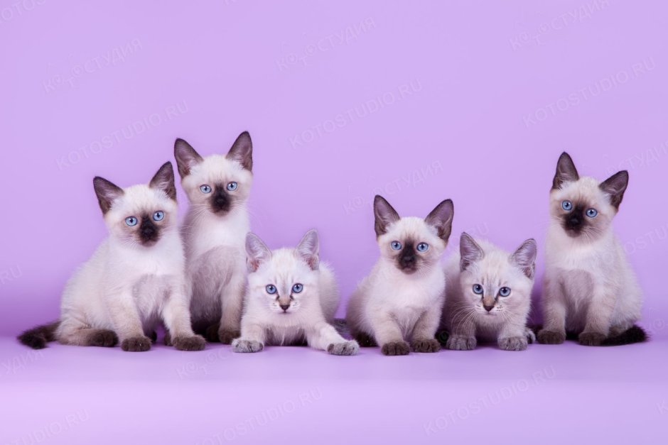 Тайская кошка котята