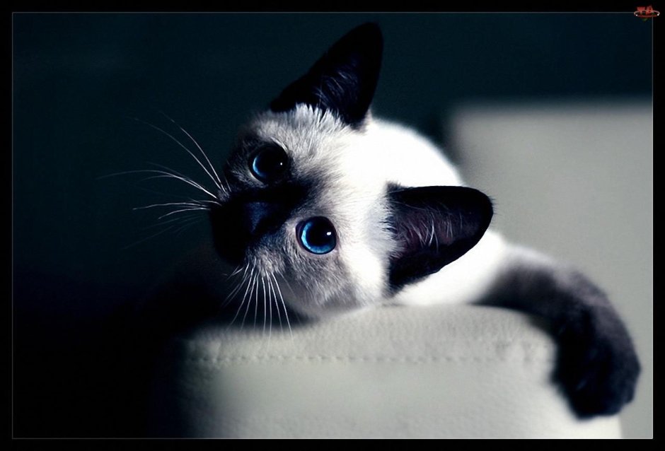 Сиамская кошка